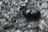 Thyreocoris scarabaeoides