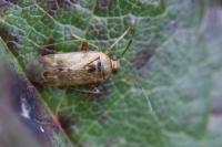 Pinalitus cervinus