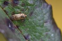 Pinalitus cervinus
