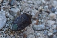 Nezara viridula