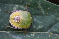 Nezara viridula