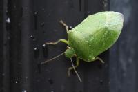 Nezara viridula