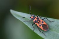 Corizus hyoscyami
