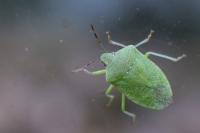 Nezara viridula
