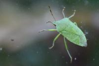 Nezara viridula
