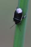 Adomerus maculipes
