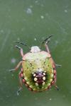 Nezara viridula