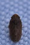 Tettigometra impressopunctata
