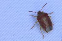 Piezodorus lituratus