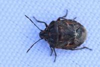 Holcogaster fibulata