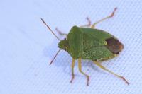 Palomena prasina