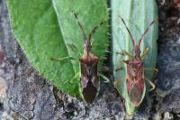 Gonocerus juniperi