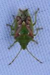 Cyphostethus tristriatus