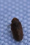 Tettigometra impressopunctata
