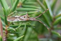 Gonocerus juniperi