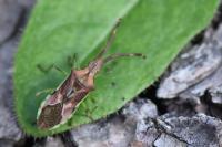 Gonocerus juniperi