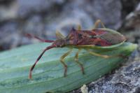 Gonocerus juniperi