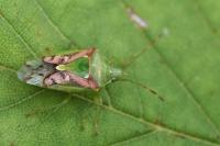 Cyphostethus tristriatus