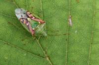 Cyphostethus tristriatus
