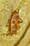 Pyrrhocoris apterus