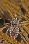 Coranus griseus