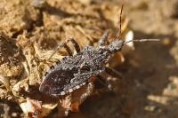 Coranus griseus