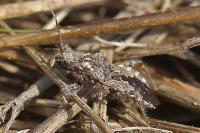 Coranus griseus
