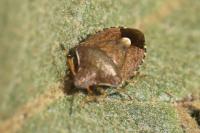 Peribalus strictus vernalis