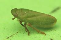 Tettigometra virescens