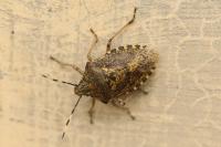 Rhaphigaster nebulosa