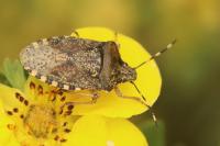 Rhaphigaster nebulosa