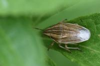 Aelia acuminata