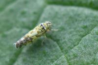 Eupteryx