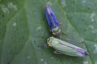 Cicadella viridis