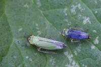 Cicadella viridis