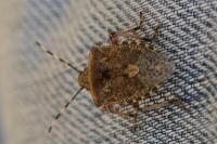 Rhaphigaster nebulosa