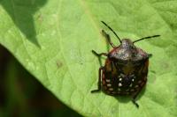 Nezara viridula