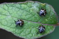 Nezara viridula