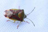 Elasmostethus interstinctus