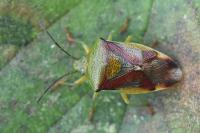 Elasmostethus interstinctus