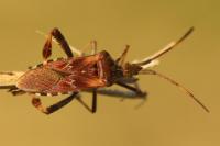 Leptoglossus occidentalis