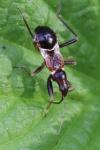 Himacerus mirmicoides