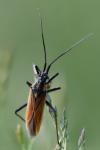 Leptopterna dolabrata