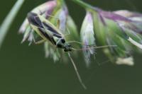 Stenotus binotatus