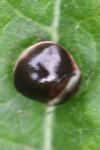 Coptosoma scutellatum
