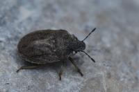 Podops inunctus