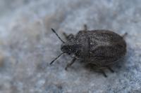 Podops inunctus