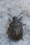Podops inunctus