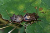 Picromerus bidens