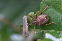 Picromerus bidens